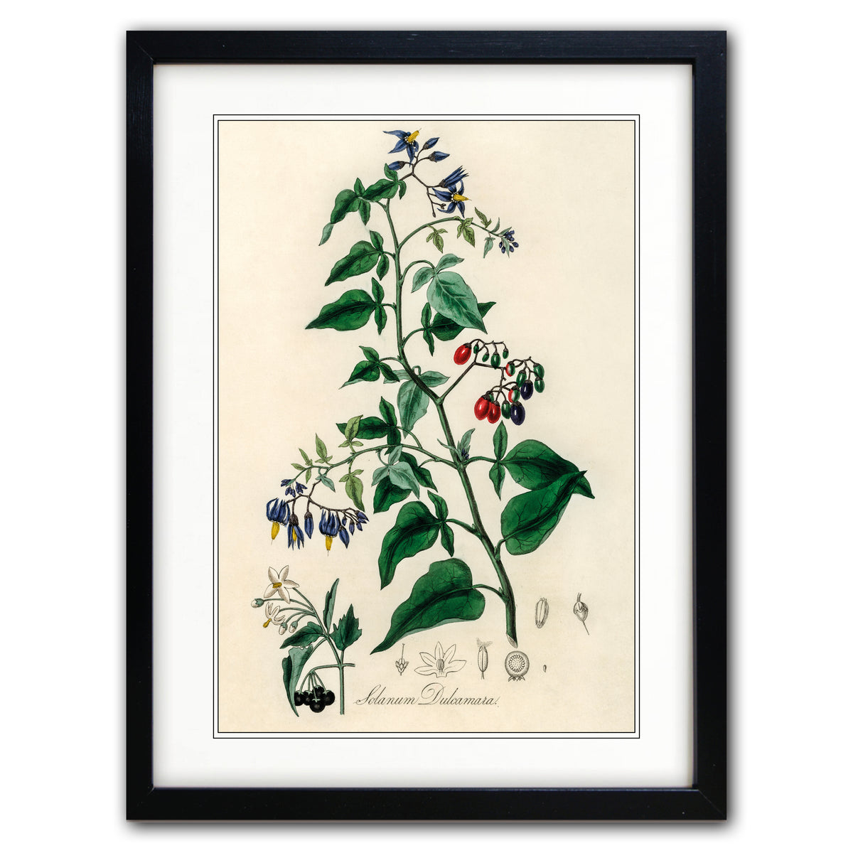 Framed botanical art print featuring a vintage-style illustration of a plant with green leaves, blue flowers, and red berries on an off-white background, enclosed in a black frame with a white mat.
