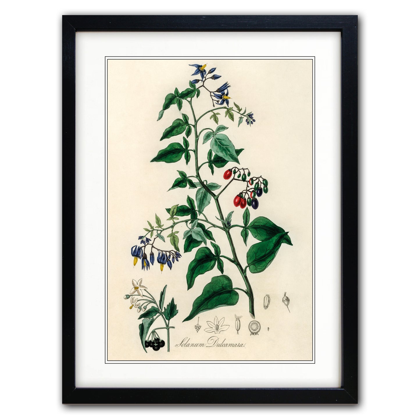 Victorian Botanical Scientific Plant Detail Illustration | A3 Print | No.3