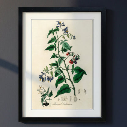A framed botanical art print of a plant with green leaves, blue flowers, and small red berries, displayed against a dark gray wall.