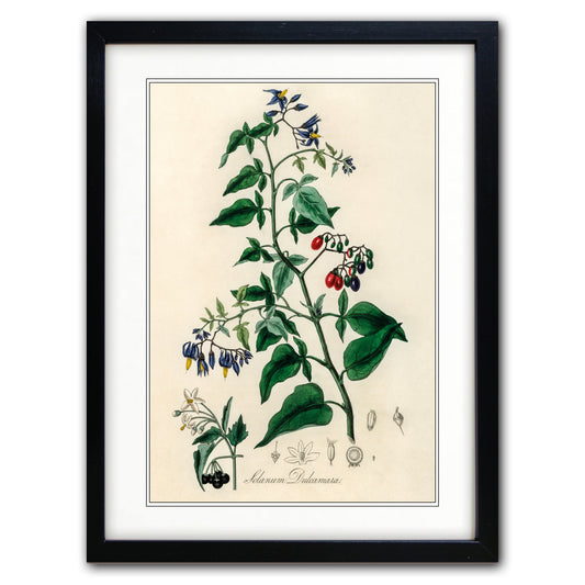 Victorian Botanical Scientific Plant Detail Illustration | A3 Print | No.3