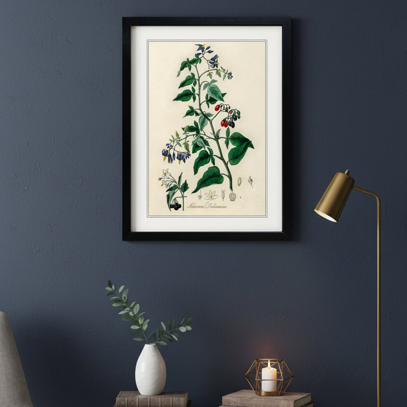 Victorian Botanical Scientific Plant Detail Illustration | A3 Print | No.3