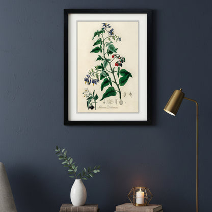 Victorian Botanical Scientific Plant Detail Illustration | A3 Print | No.3