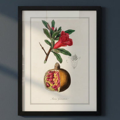A framed botanical art print of a pomegranate, featuring a whole and halved fruit with green leaves and a red flower, displayed on a dark gray wall.
