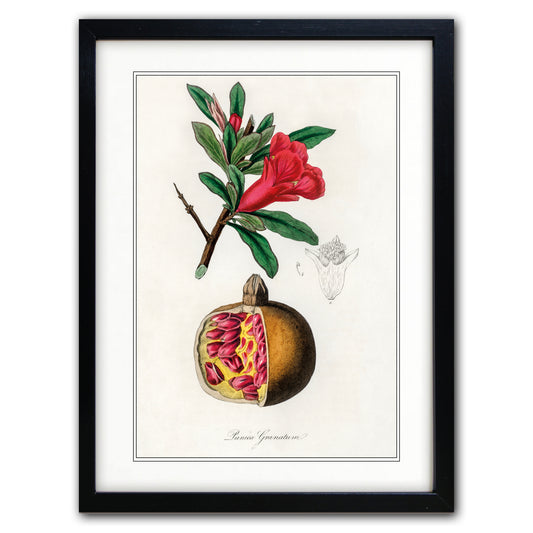 Victorian Botanical Scientific Plant Detail Illustration | A3 Print | No.5