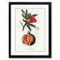 Victorian Botanical Scientific Plant Detail Illustration | A3 Print | No.5