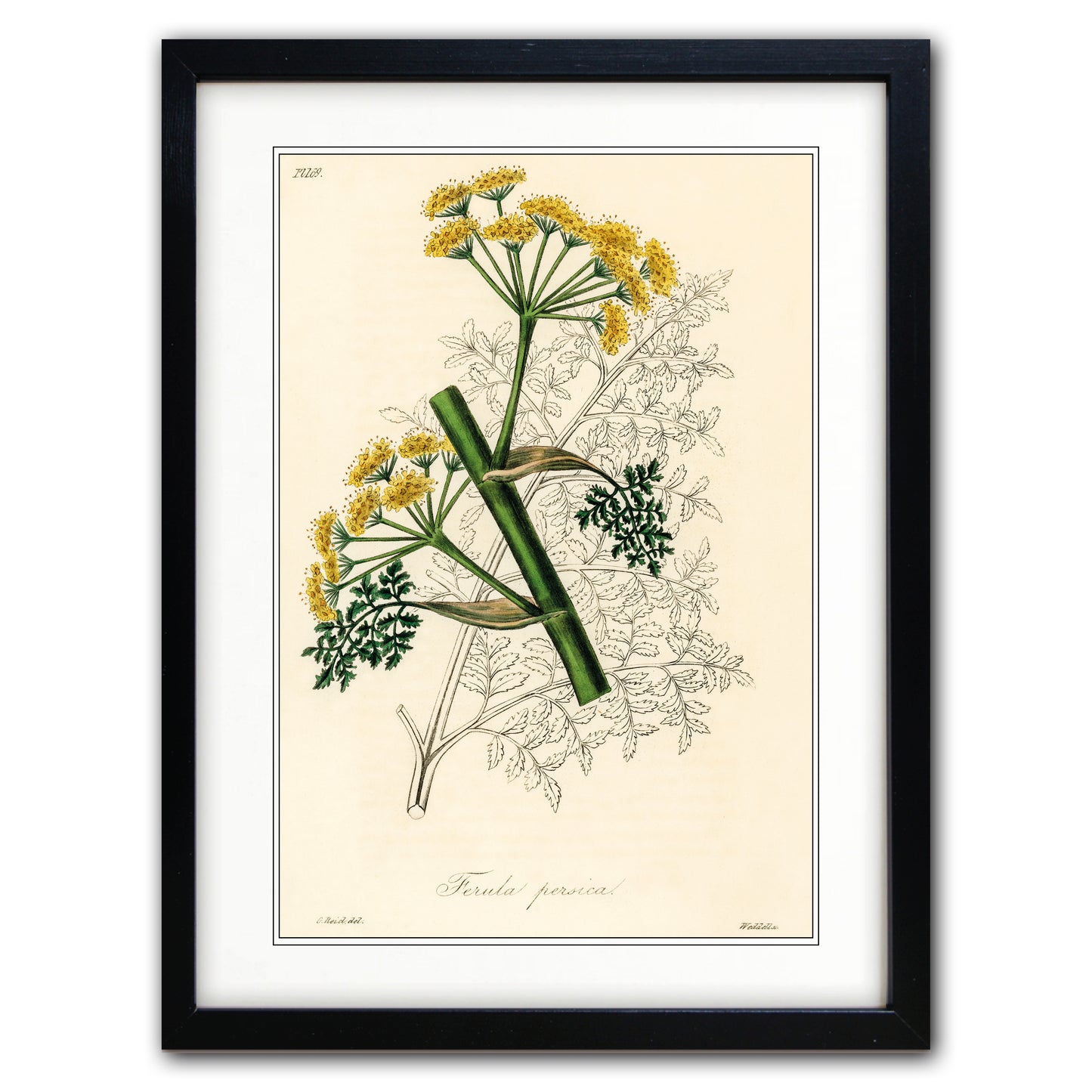 Victorian Botanical Scientific Plant Detail Illustration | A3 Print | No.6