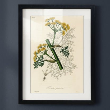 A framed botanical art print of Foeniculum vulgaris (wild fennel) featuring yellow flowers and green leaves on a cream background, enclosed in a black frame and mounted on a dark gray wall.