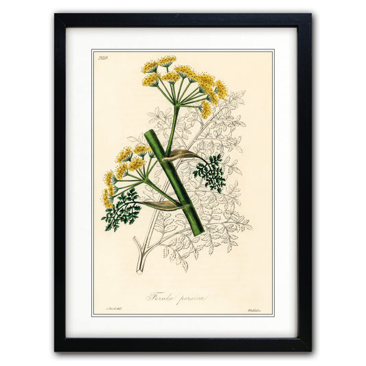 Victorian Botanical Scientific Plant Detail Illustration | A3 Print | No.6