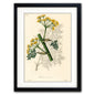 Victorian Botanical Scientific Plant Detail Illustration | A3 Print | No.6