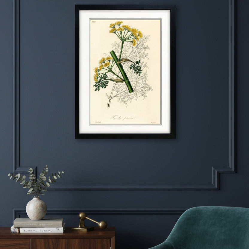 Framed botanical art print of Foeniculum vulgaris, featuring yellow flowers, green stems, and delicate leaves on an aged cream background, enclosed in a black frame with a white mount.