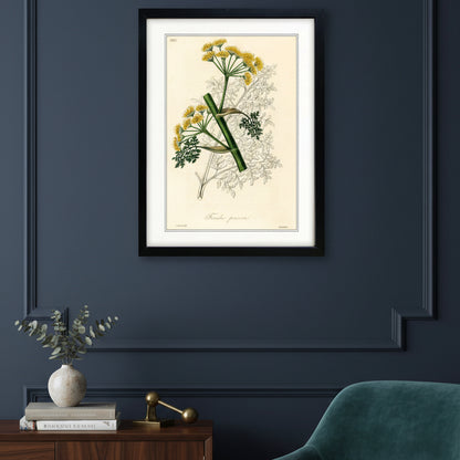 Framed botanical art print of Foeniculum vulgaris, featuring yellow flowers, green stems, and delicate leaves on an aged cream background, enclosed in a black frame with a white mount.