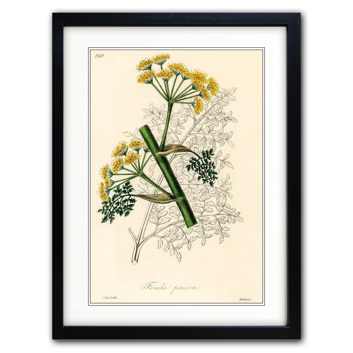 A framed botanical art print featuring a vintage illustration of Foeniculum vulgaris, with yellow-green seed heads, green stems, and delicate leafy branches on an aged cream background, enclosed in a black frame with a white mat.
