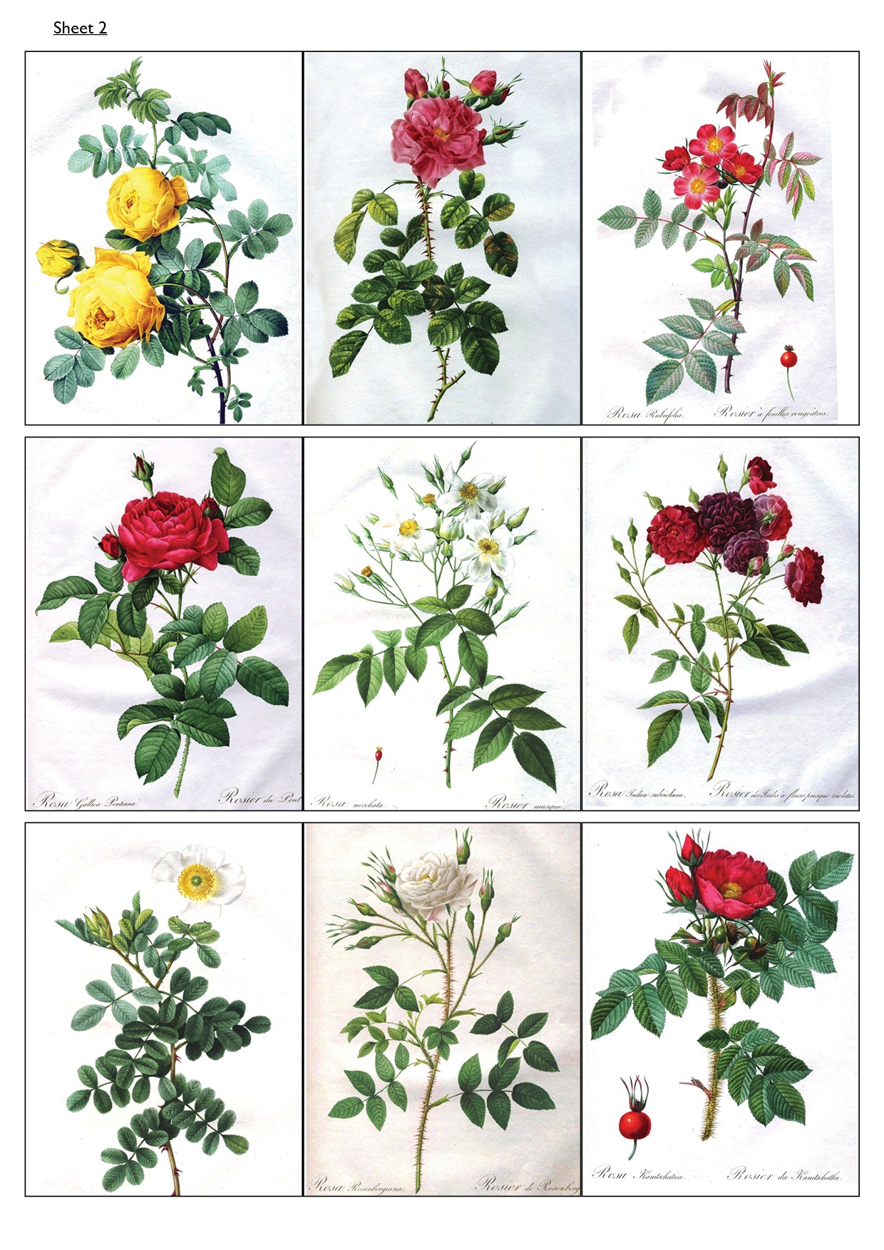 Traditional Floral Botanical Victorian Illustrations | Self-Adhesive Gloss Paper | 5 Sheets