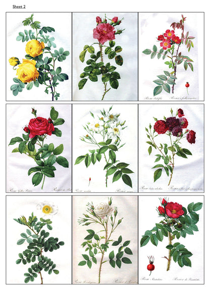 Traditional Floral Botanical Victorian Illustrations | Self-Adhesive Gloss Paper | 5 Sheets
