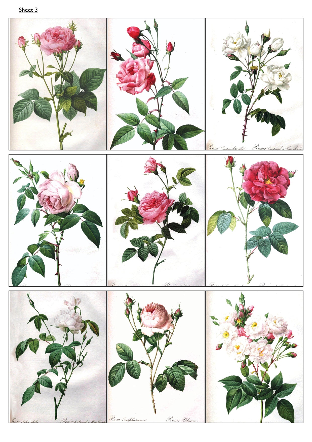 Traditional Floral Botanical Victorian Illustrations | Self-Adhesive Gloss Paper | 5 Sheets