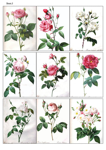 Traditional Floral Botanical Victorian Illustrations | Self-Adhesive Gloss Paper | 5 Sheets