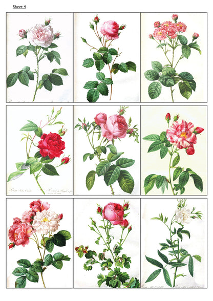 Traditional Floral Botanical Victorian Illustrations | Self-Adhesive Gloss Paper | 5 Sheets