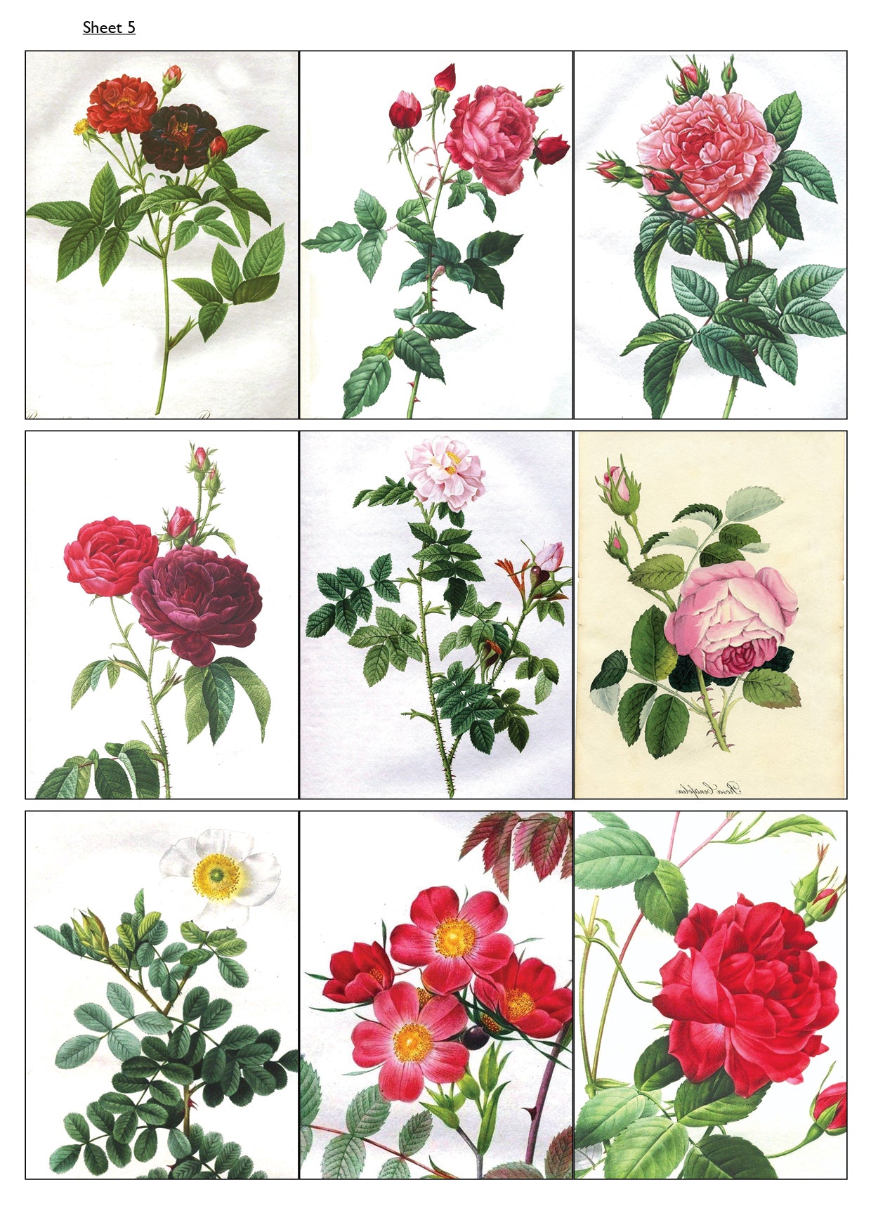 Traditional Floral Botanical Victorian Illustrations | Self-Adhesive Gloss Paper | 5 Sheets