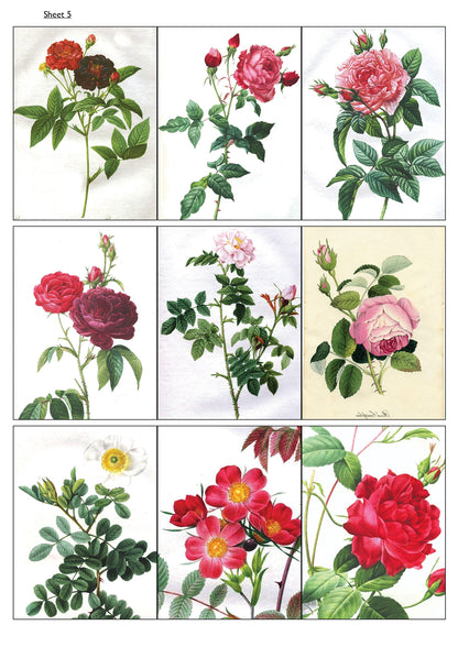 Traditional Floral Botanical Victorian Illustrations | Self-Adhesive Gloss Paper | 5 Sheets