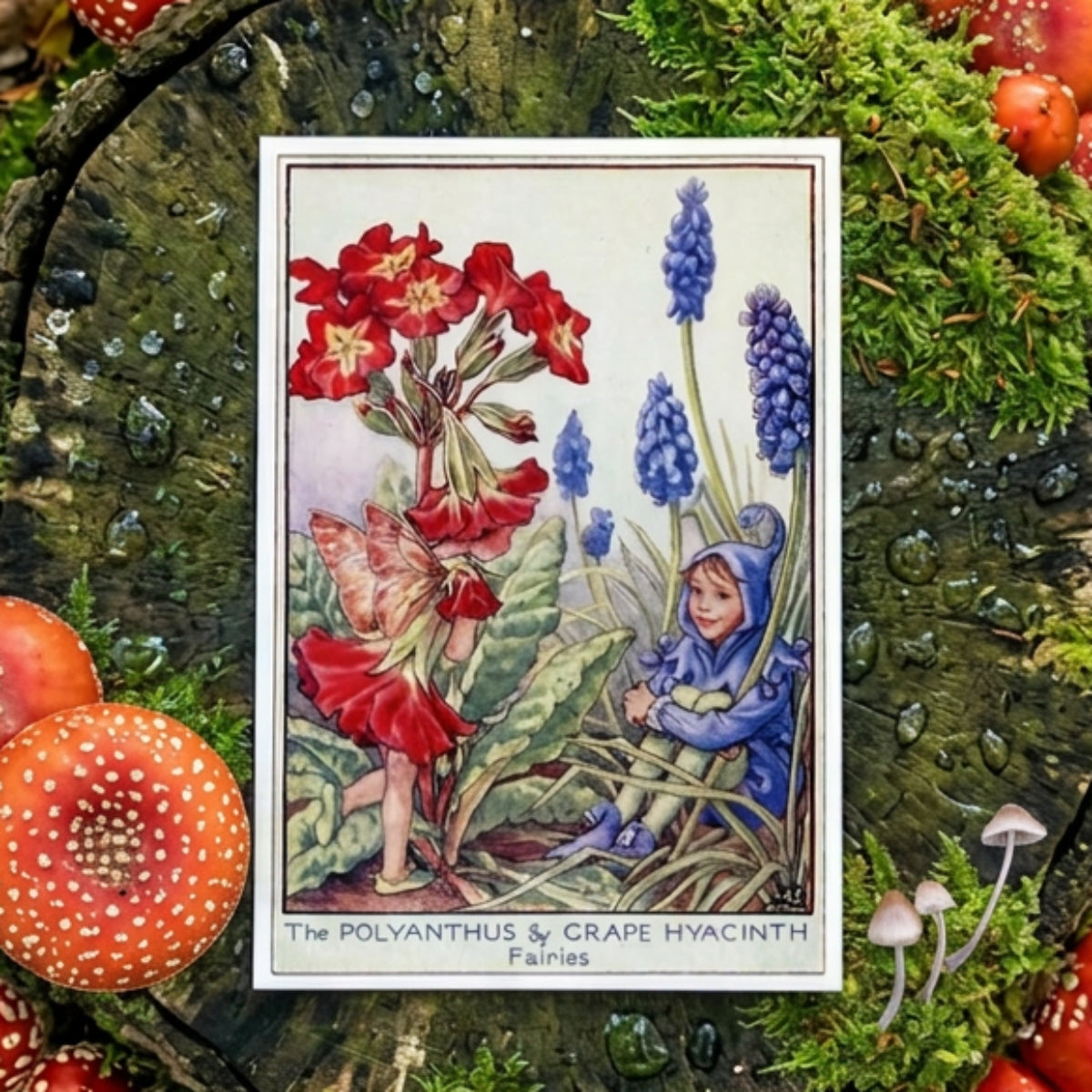 Mystical Vintage Fairies Illustration Postcards | Set of 8