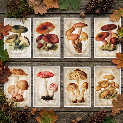 Vintage Victorian Mushroom & Fungi Postcards | Set of 8
