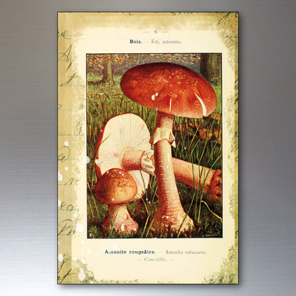 Vintage-style mushroom art print featuring a central illustration of red-brown and white mushrooms in grass, framed by an aged beige border with printed text and script details.