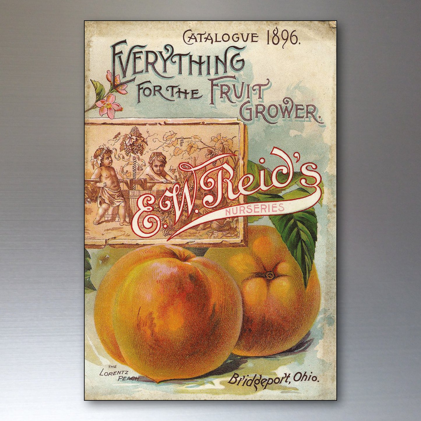 Vintage Botanical Seed Packet Fridge Magnets | Set of 8 | No.2