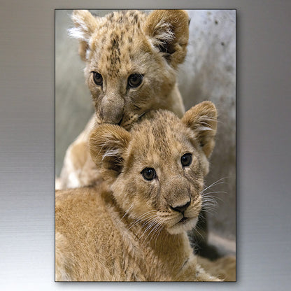 Lion in the Wild | Photo Fridge Magnets | Set of 8