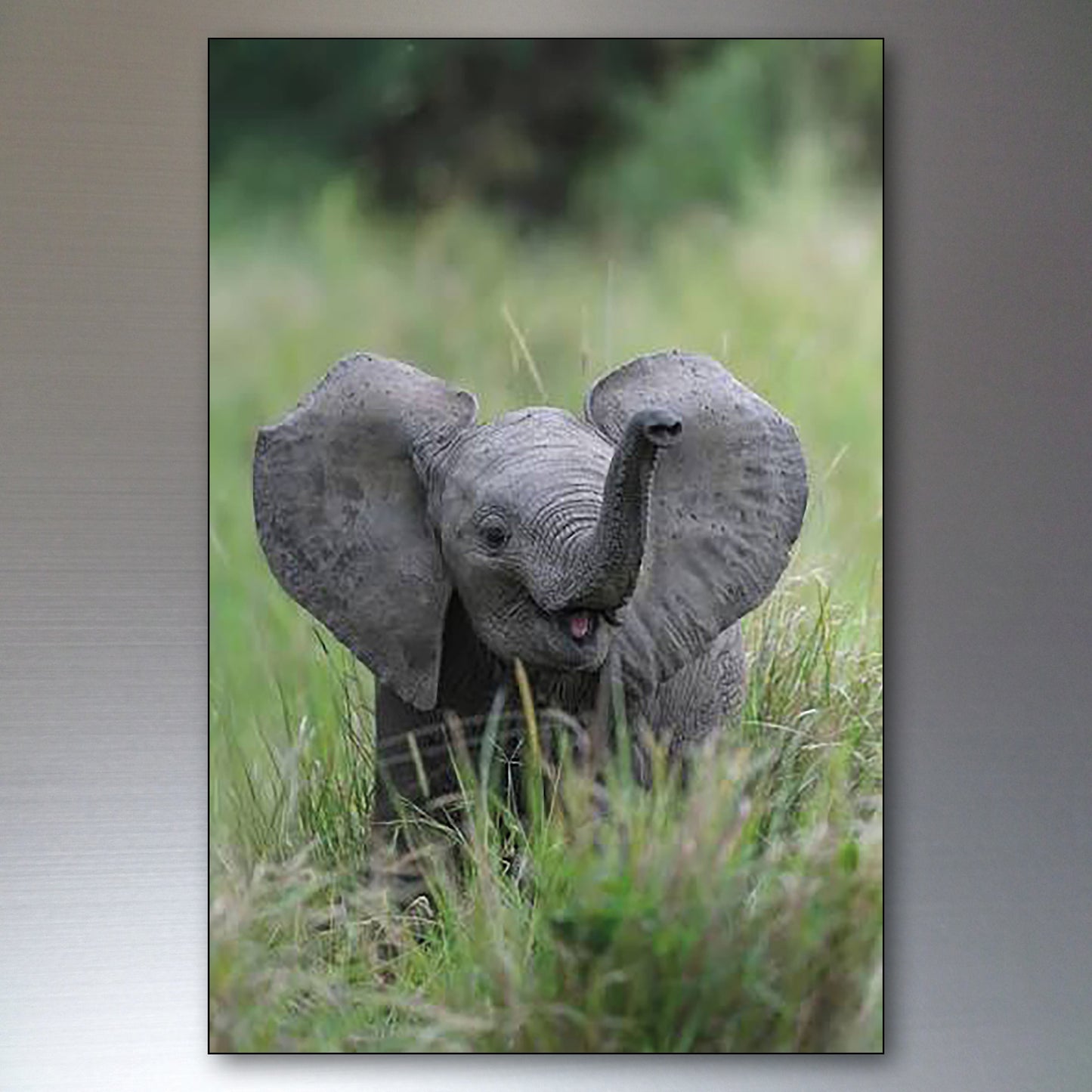 A vertical photographic print of a young gray elephant standing in tall green grass, shown against a dark gray gradient background.