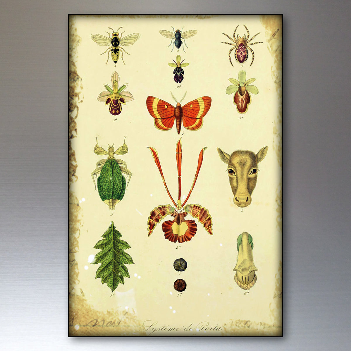 Vintage-style scientific illustration poster featuring various insects, a butterfly, a cow head, leaves, and botanical elements on an aged cream background, shown against a neutral gray gradient backdrop.