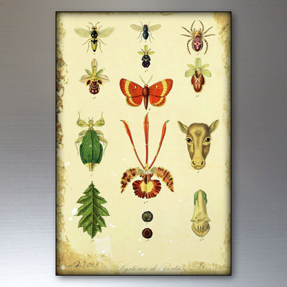 Vintage-style scientific illustration poster featuring various insects, a butterfly, a cow head, leaves, and botanical elements on an aged cream background, shown against a neutral gray gradient backdrop.