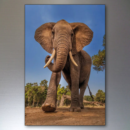 A vertical wall art print showing a large elephant walking forward under a blue sky with trees, displayed against a brushed-metal wall background.