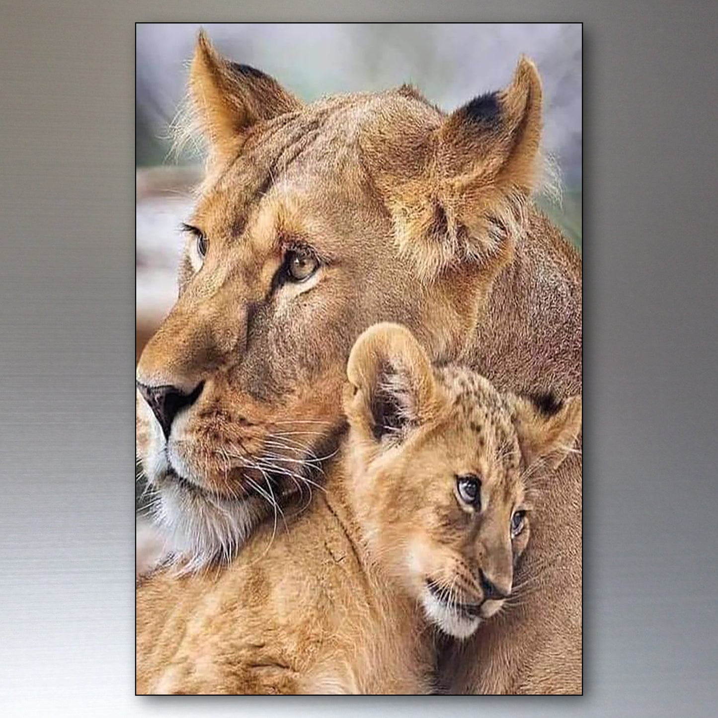 Lion in the Wild | Photo Fridge Magnets | Set of 8