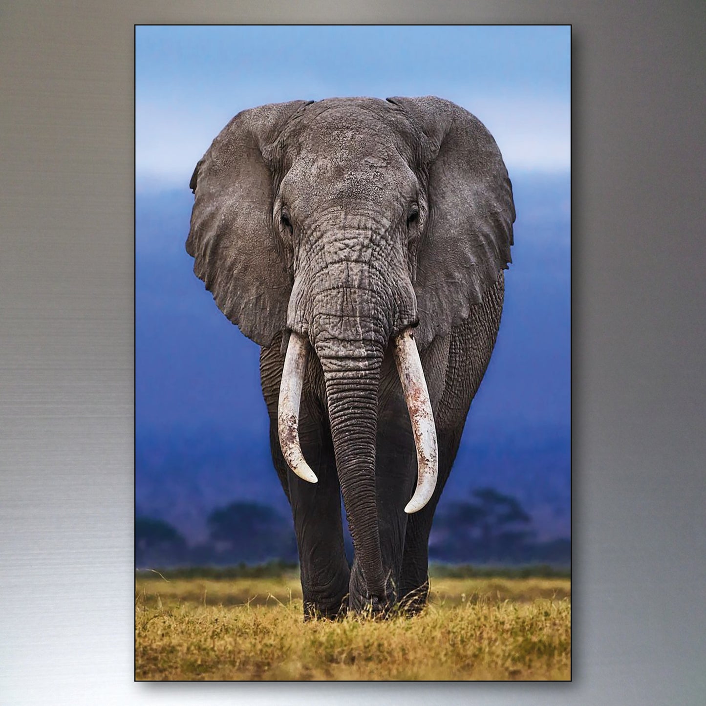 African Elephants in the Wild | Photographic Fridge Magnets | Set of 8