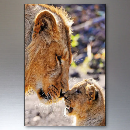 Lion in the Wild | Photo Fridge Magnets | Set of 8
