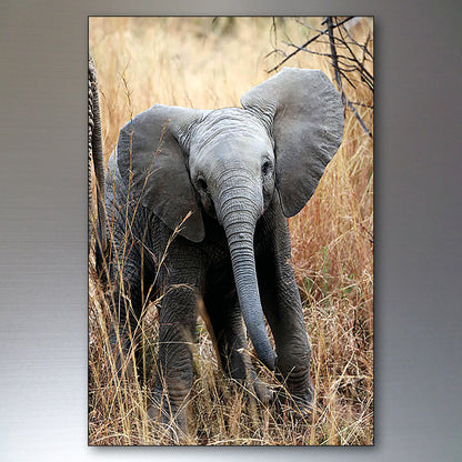 A vertical photographic print of a young gray elephant standing in dry golden grass, shown against a dark gray gradient background.
