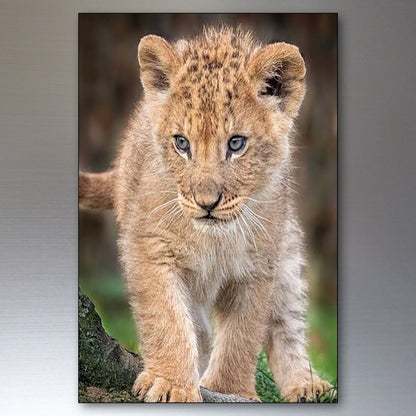 Lion in the Wild | Photo Fridge Magnets | Set of 8