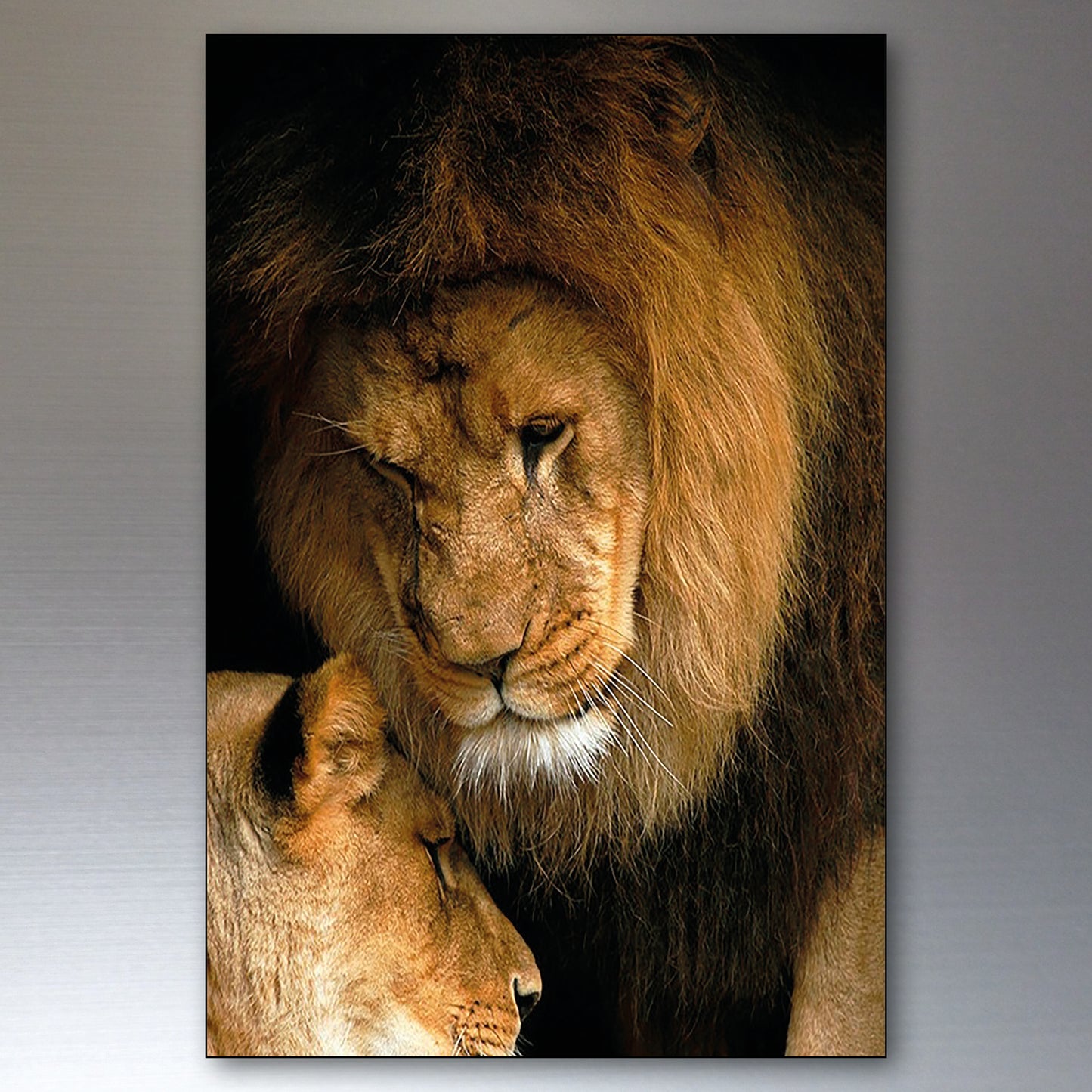 Lion in the Wild | Photo Fridge Magnets | Set of 8
