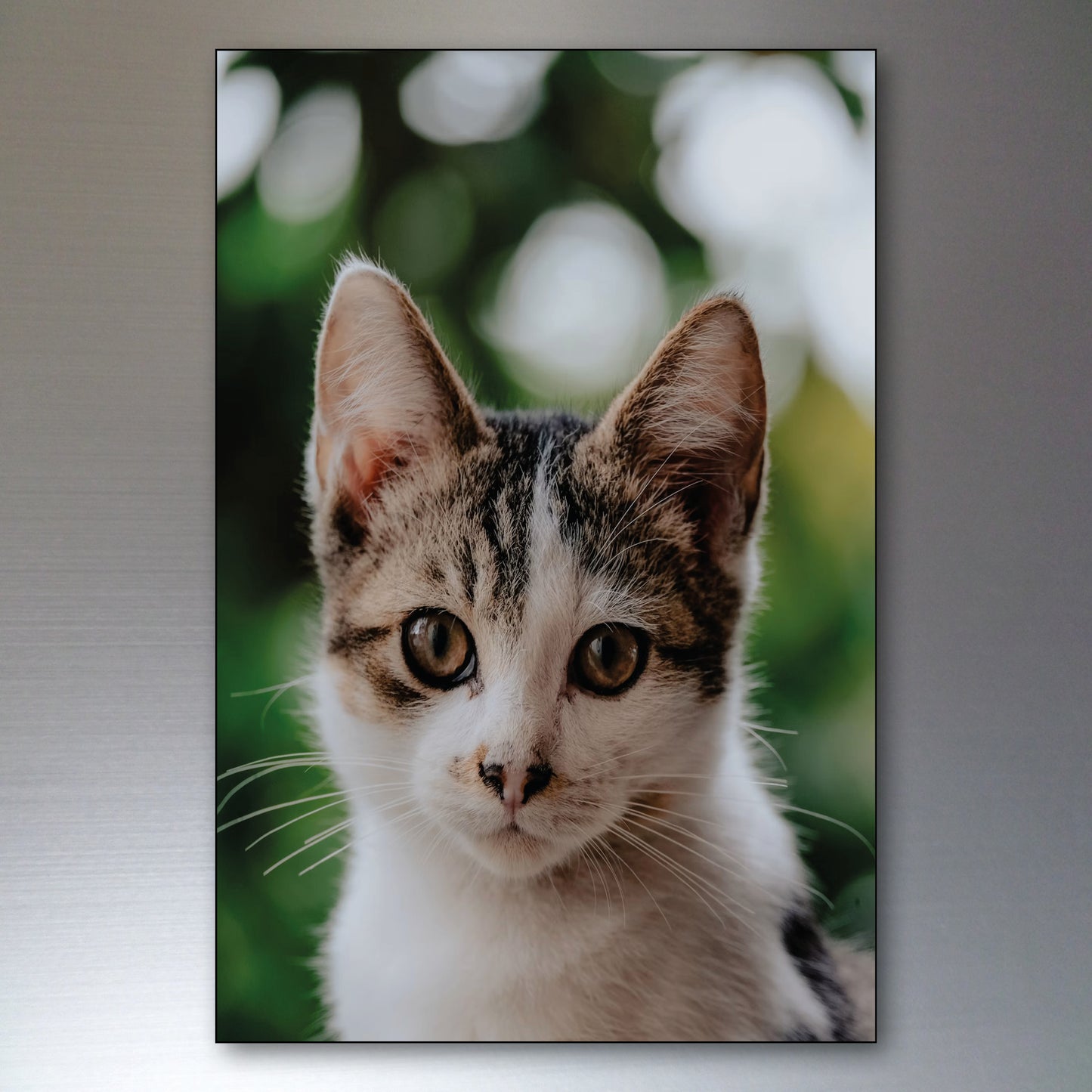 Cute Cat Fridge Magnets | Set of 8 | No.1