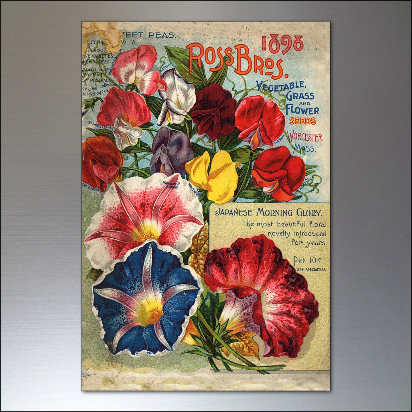 Set of 8 vintage botanical seed packet fridge magnets by Bubbadoodoo, featuring detailed floral and horticultural designs.