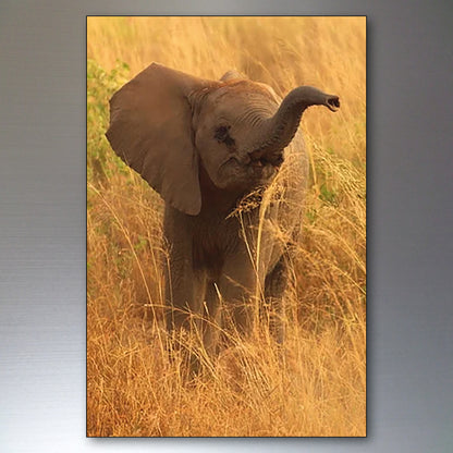 A vertical photographic print of a young elephant standing in tall golden grass, shown against a dark gray gradient background. The print has a thin dark border and appears to be the product being sold.