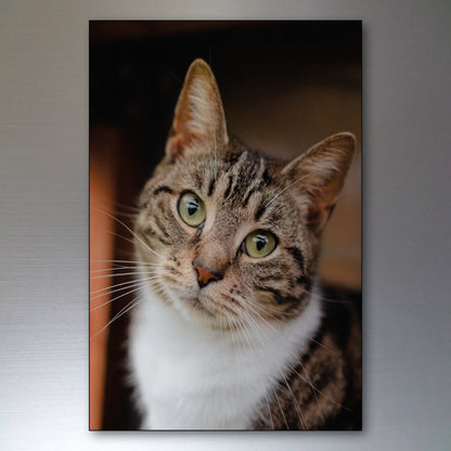 Cute Cat Fridge Magnets | Set of 8 | No.1