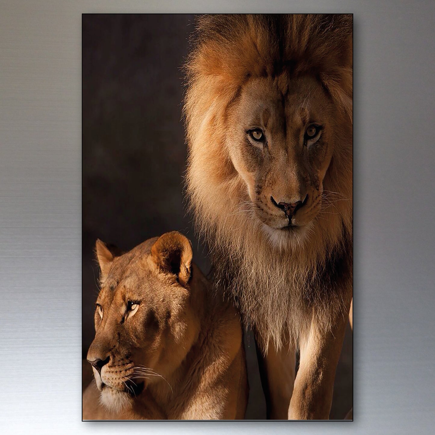 Lion in the Wild | Photo Fridge Magnets | Set of 8