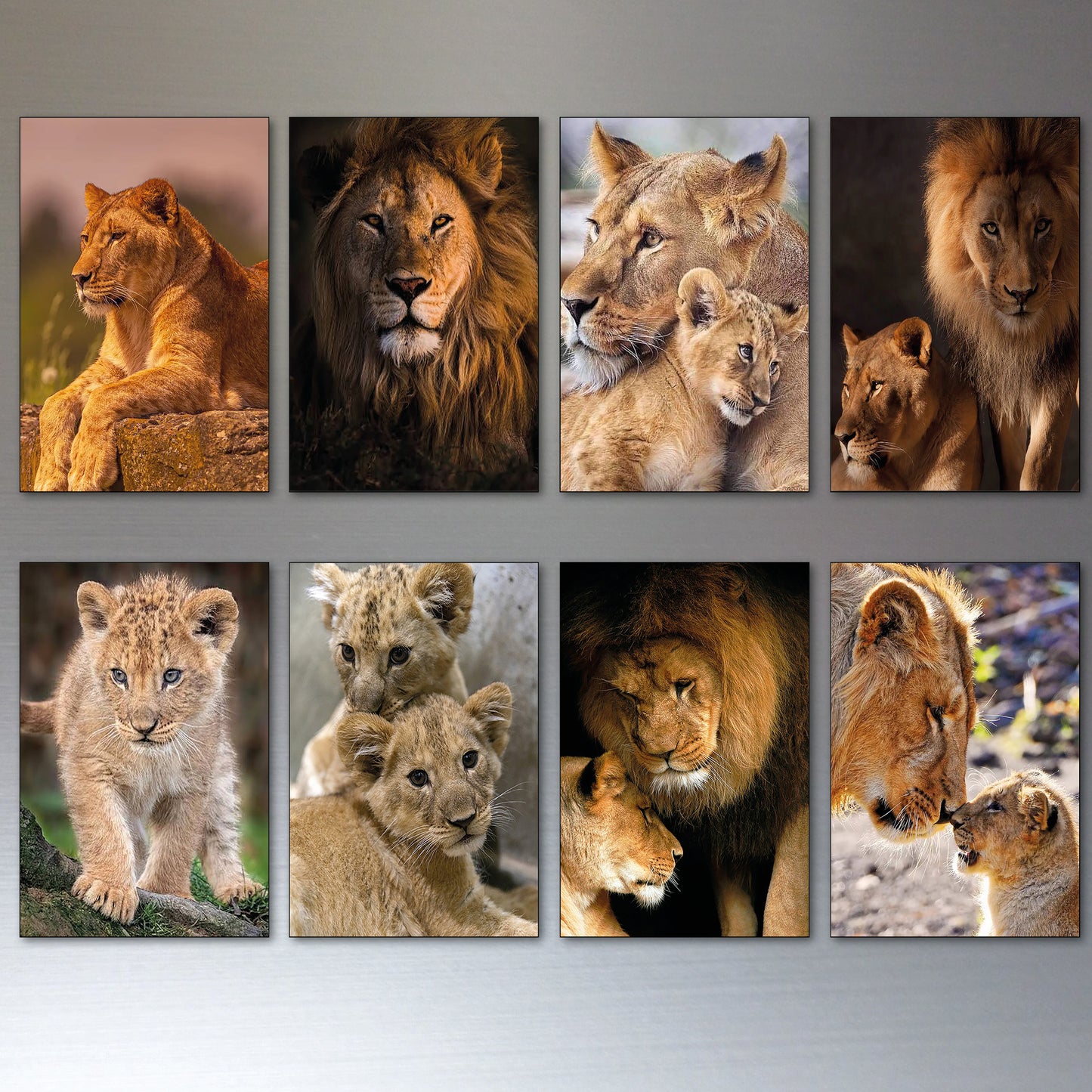 Lion in the Wild | Photo Fridge Magnets | Set of 8