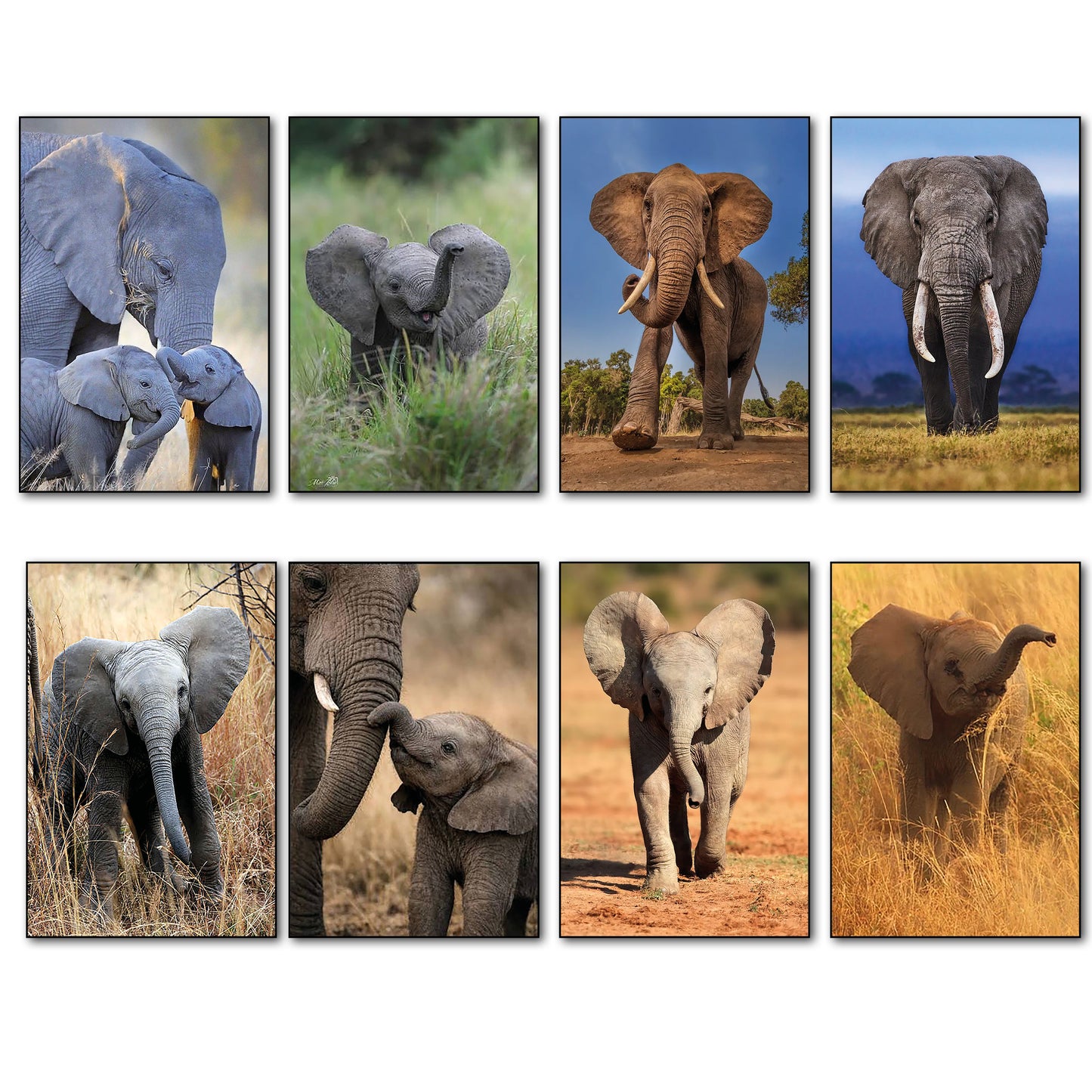 A set of eight vertical photographic prints featuring different safari scenes with African elephants, including adults, babies, and elephants in grassy landscapes, arranged in a 2x4 grid on a white background.