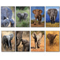 A set of eight vertical photographic prints featuring different safari scenes with African elephants, including adults, babies, and elephants in grassy landscapes, arranged in a 2x4 grid on a white background.