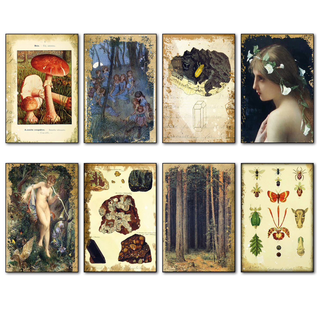 A set of eight vintage-style art prints arranged in a 2x4 grid on a white background. The prints feature classic illustrations including a forest scene with mushrooms, a dark bird, a profile portrait of a woman, a nude figure, rocks and fossils, a forest, and insect and animal studies.