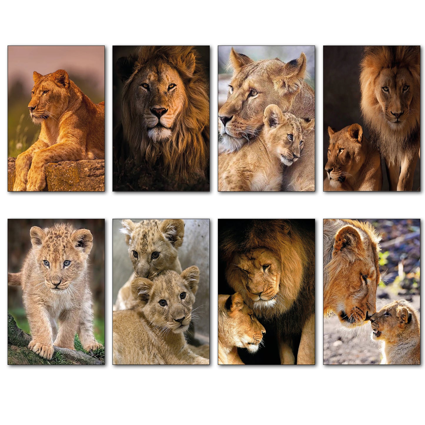 Lion in the Wild | Photo Fridge Magnets | Set of 8