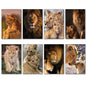 Lion in the Wild | Photo Fridge Magnets | Set of 8