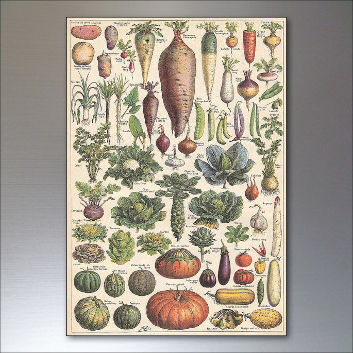 Victorian Birds, Bees, Bugs & Botanical Illustrations | Set of 8 Fridge Magnets